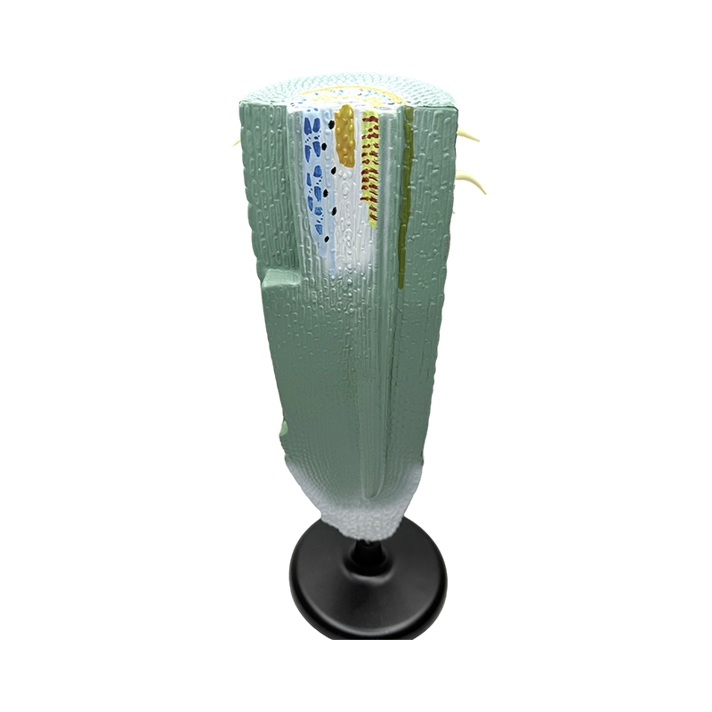 教育器具 植物根縦断面模型・解剖模型 植物根模型