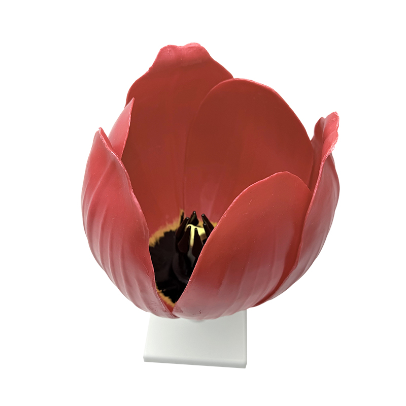 学校教育ユジン香花モデル