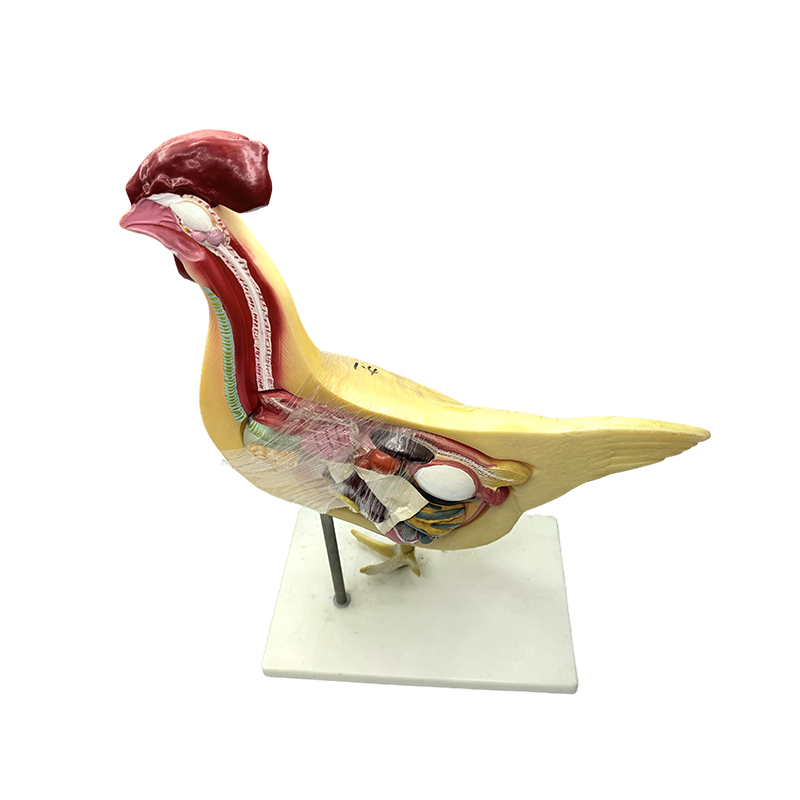 鶏モデル自然大学医学生物学教育モデル教育器具家禽解剖モデル