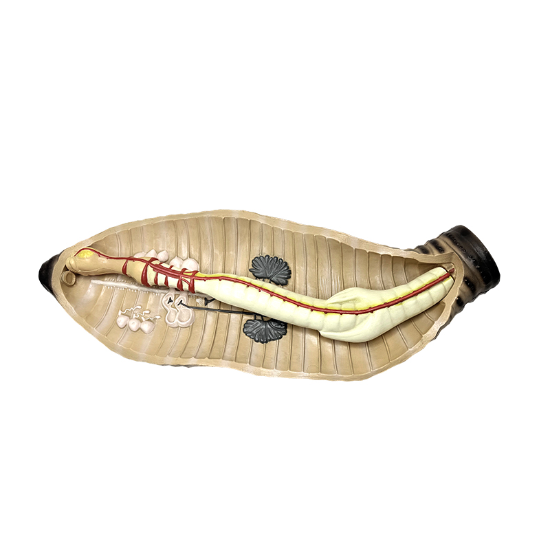 中学・高校生物教材 ミミズ解剖模型