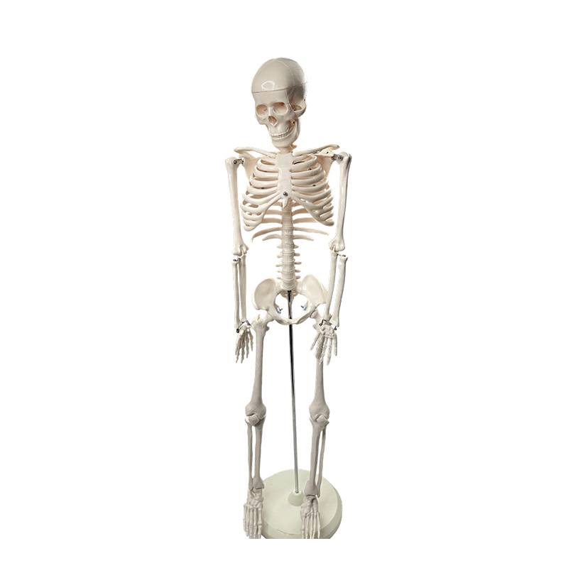 人体骨格模型 85cm