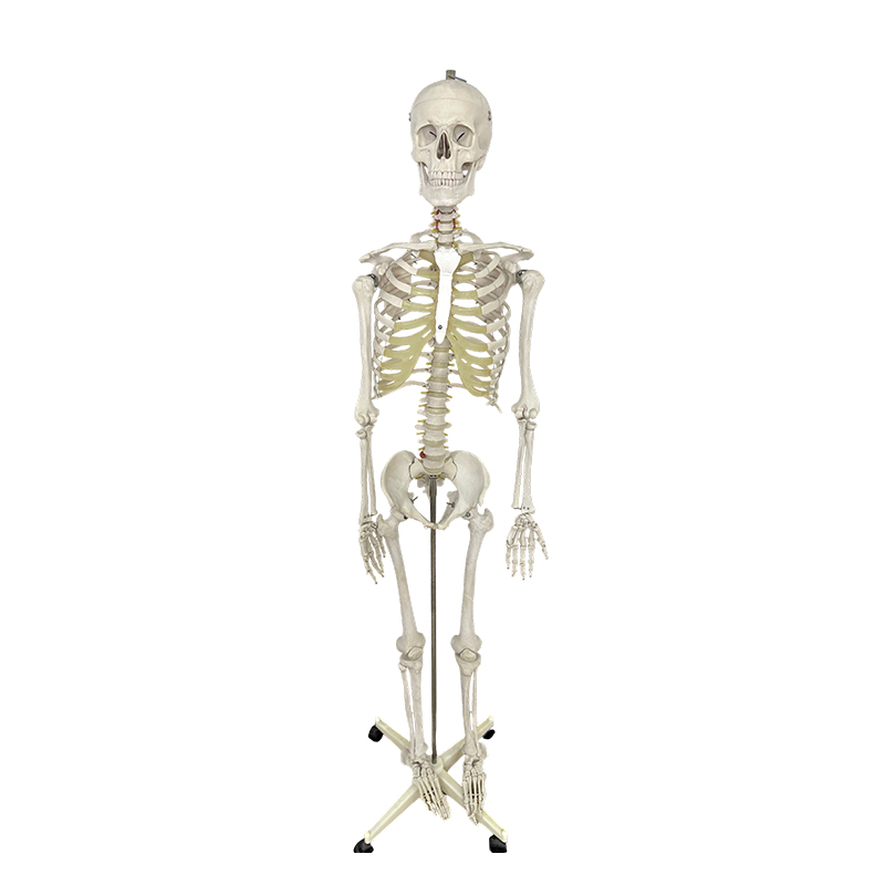 人体骨格模型 170cm