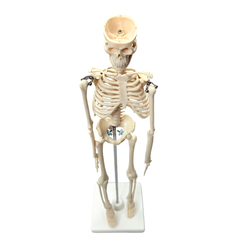 人体骨格模型 42cm