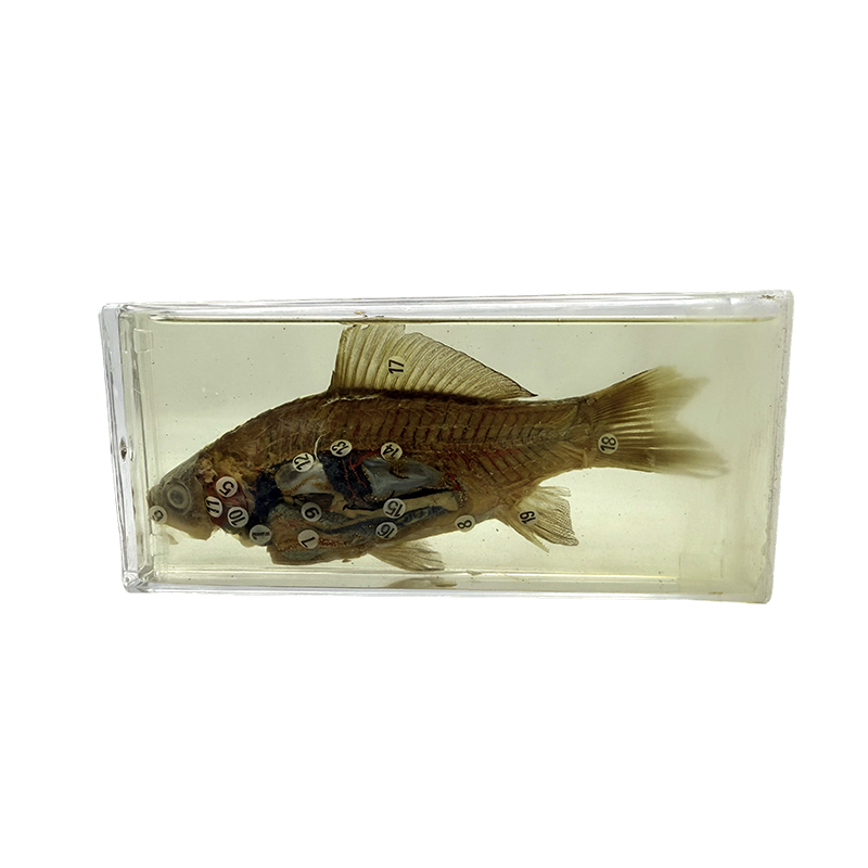 教育研究用の生物標本、魚類標本