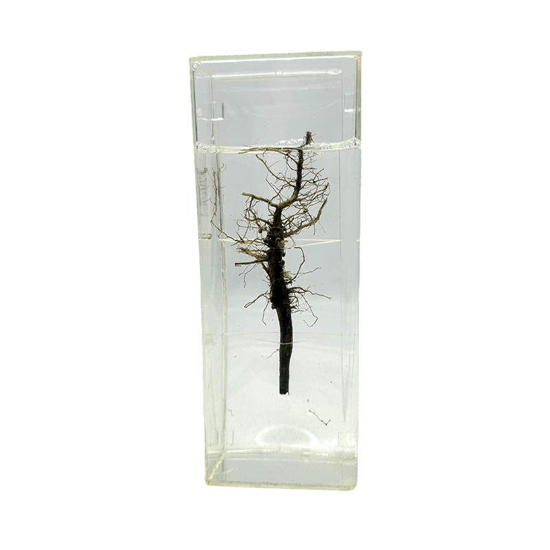 希少植物のカラー保存標本