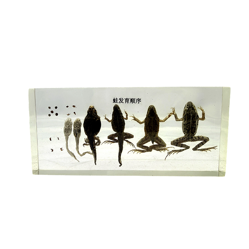 カエルの発生標本、動物解剖標本、生物標本