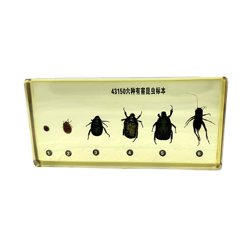 学校教育に使用される昆虫標本（害虫）