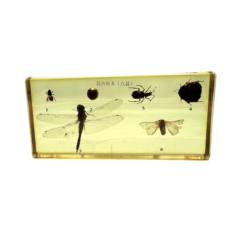 学校教育に使用される昆虫標本（益虫）